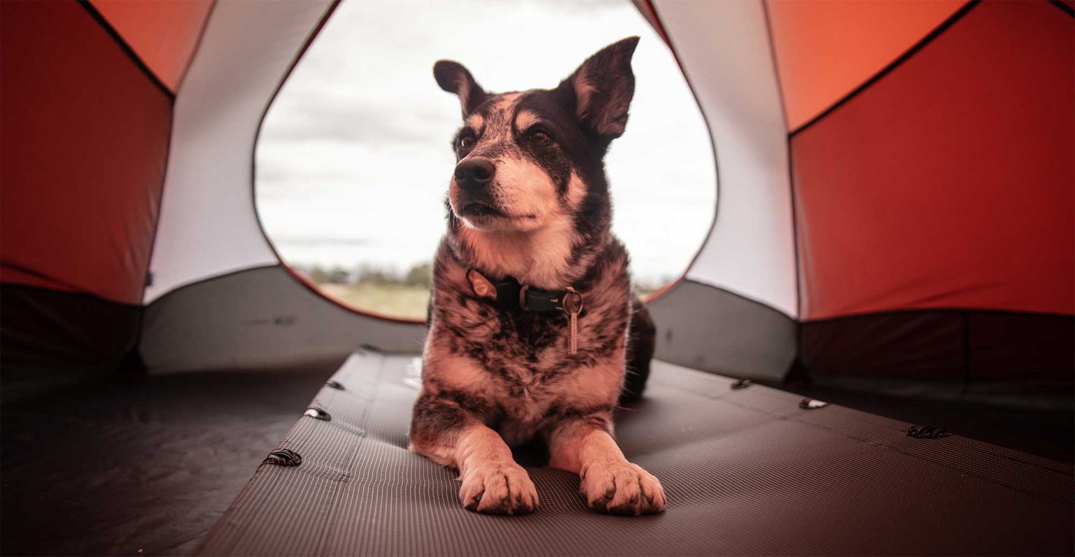 Hunde Campingplatz Alpenblick Hagnau